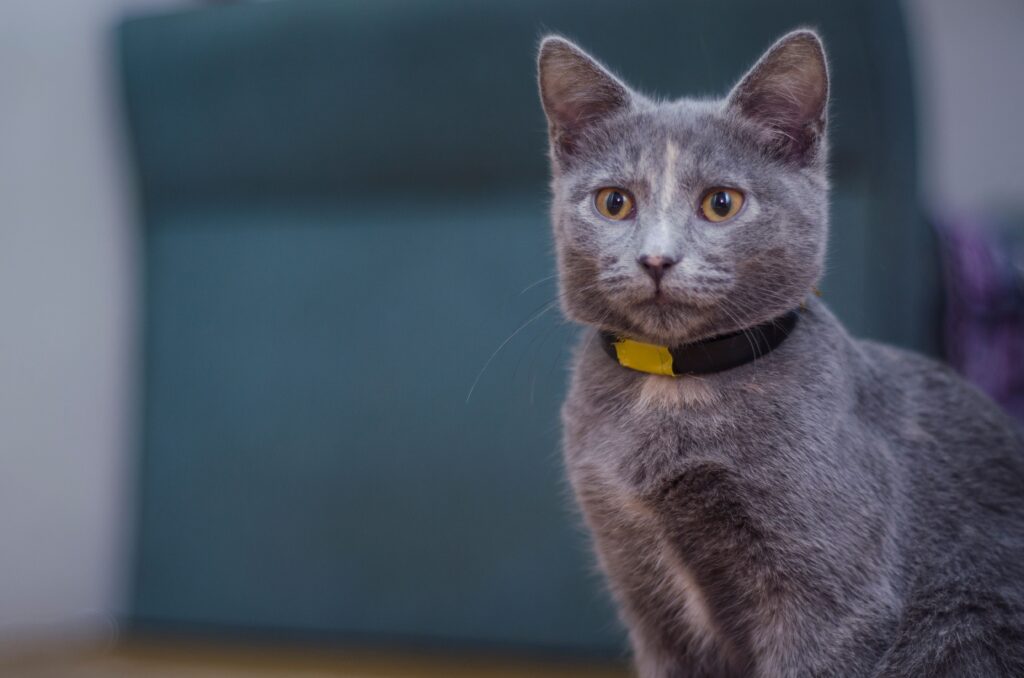 Katzenhalsband test