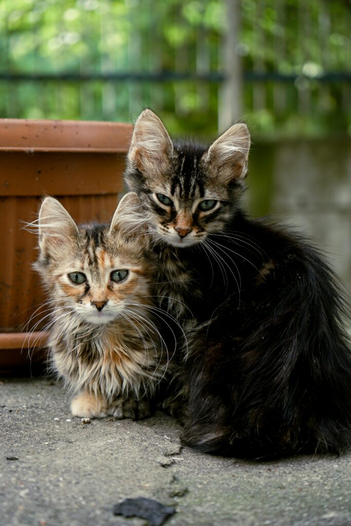 Zwei Katzen zusammenführen