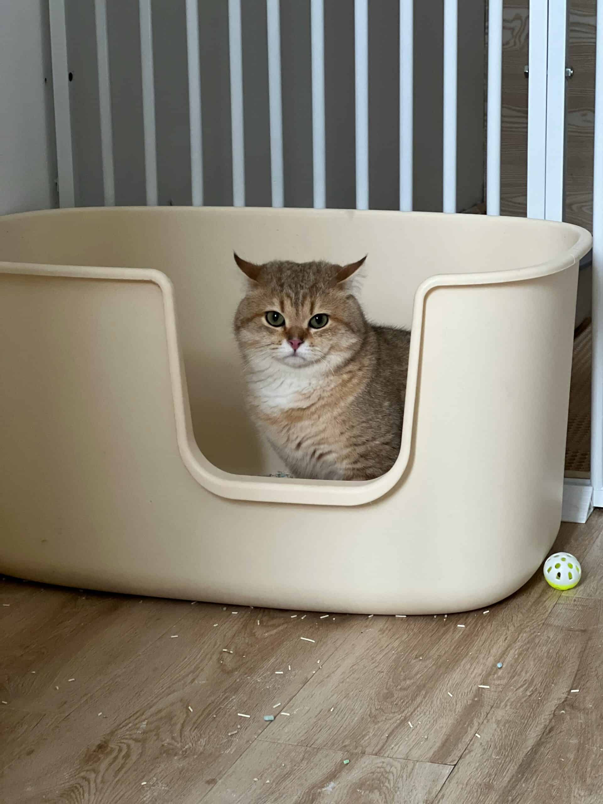 Katzenstreu Test 2026
