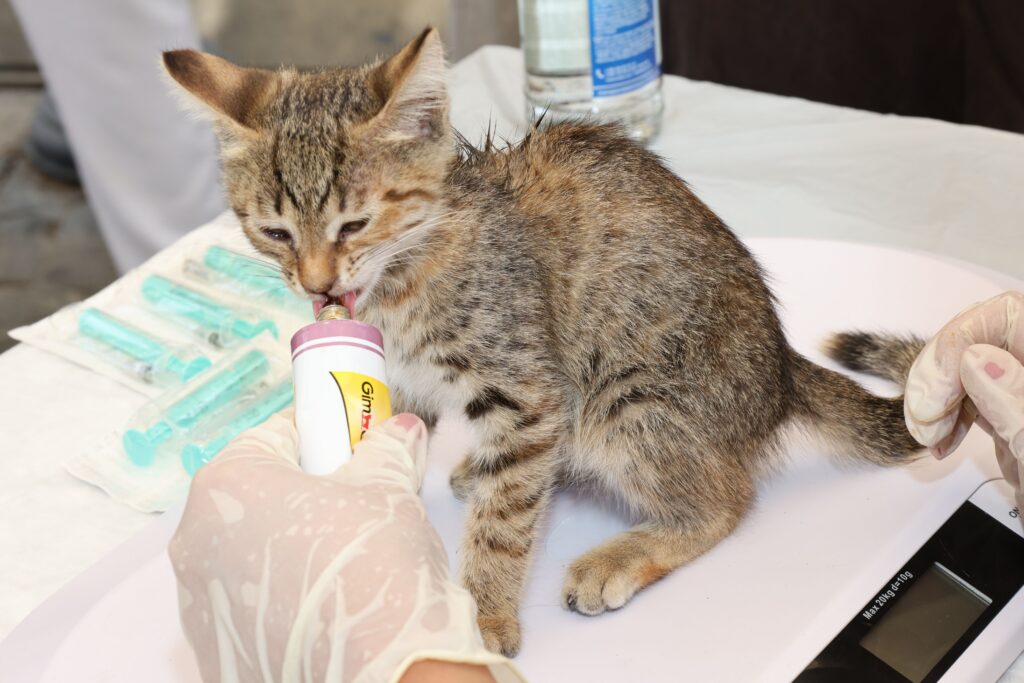 Katze hat Würmer
