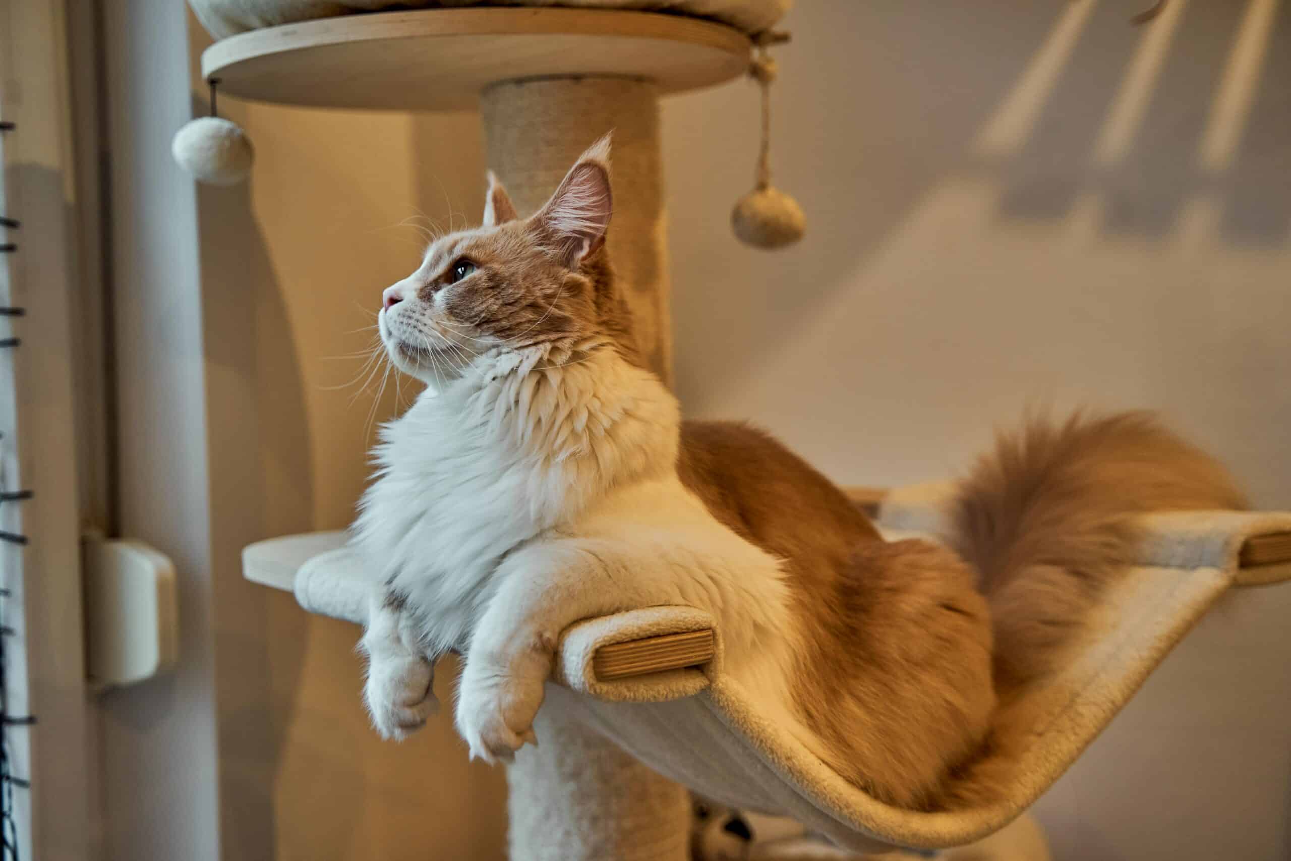 Kratzbaum für große Katzen