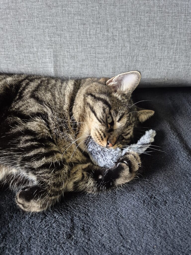Katzenfutter Tierarzt Empfehlung – Tobi beim Fressen