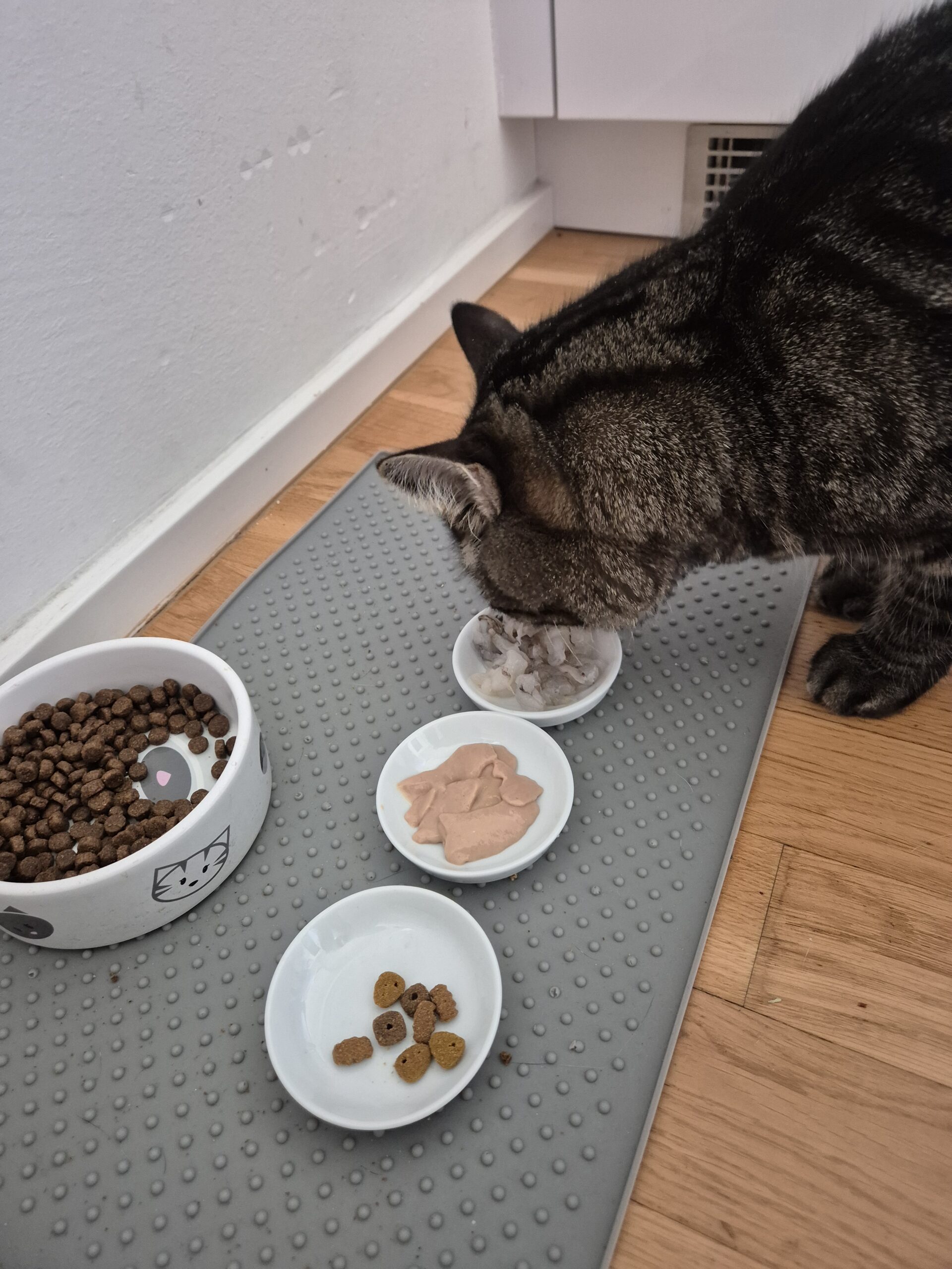 Katzenfutter Tierarzt Empfehlung – Tobi beim Fressen