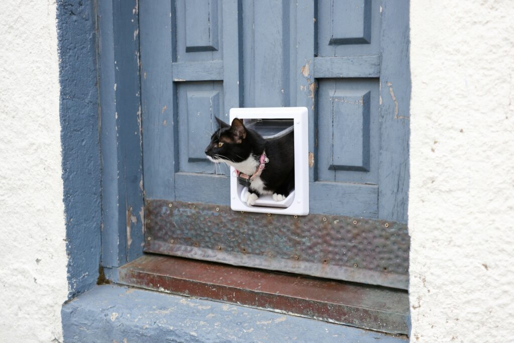 Katzenklappe Test 2026 – Katze geht durch Katzenklappe
