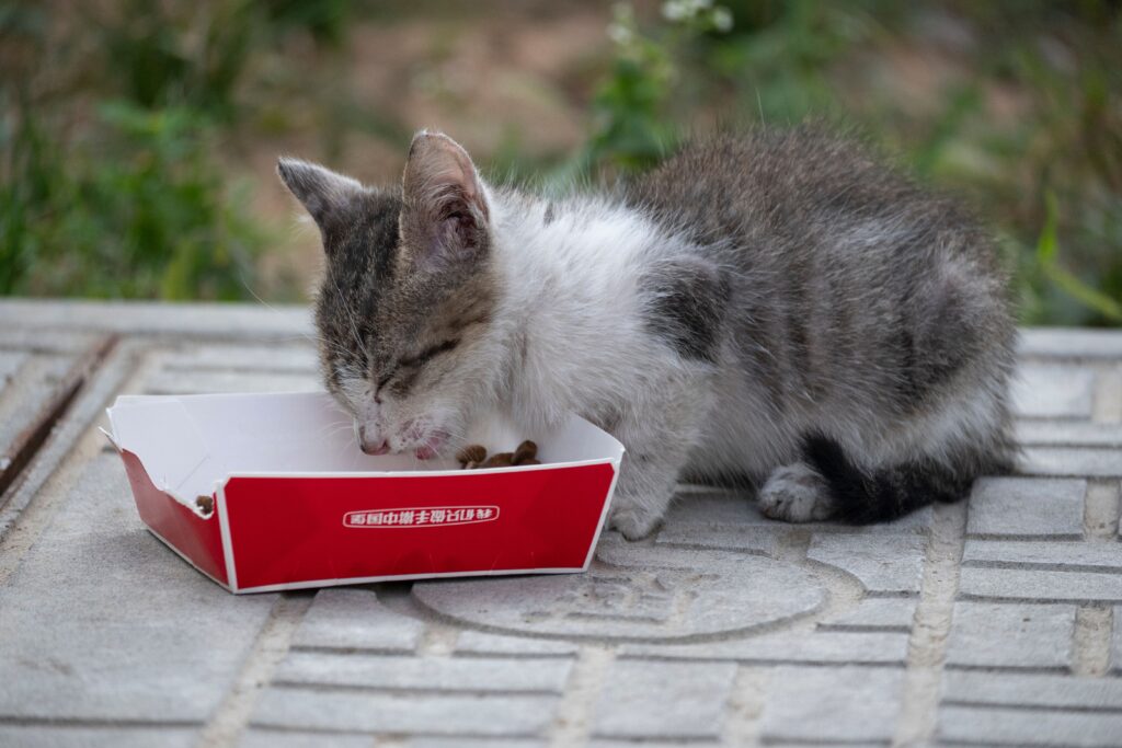 Kittenfutter Test 2026 – Kätzchen frisst aus Napf