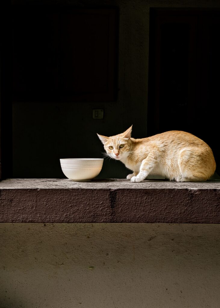 Katzennapf