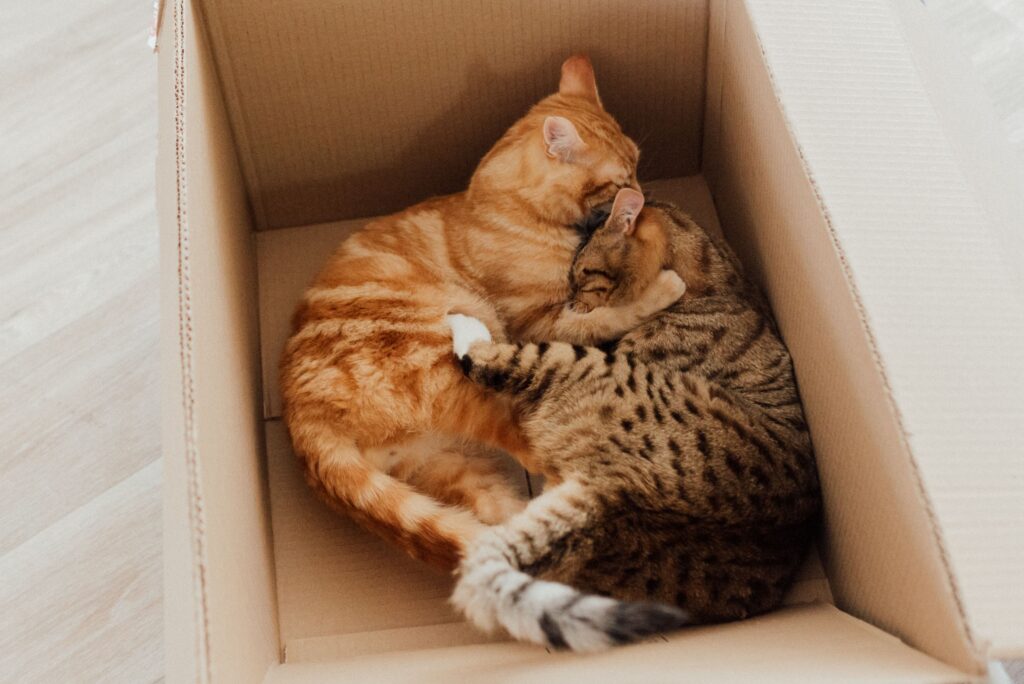 Katze nach Umzug eingewöhnen – Katze erkundet neue Wohnung