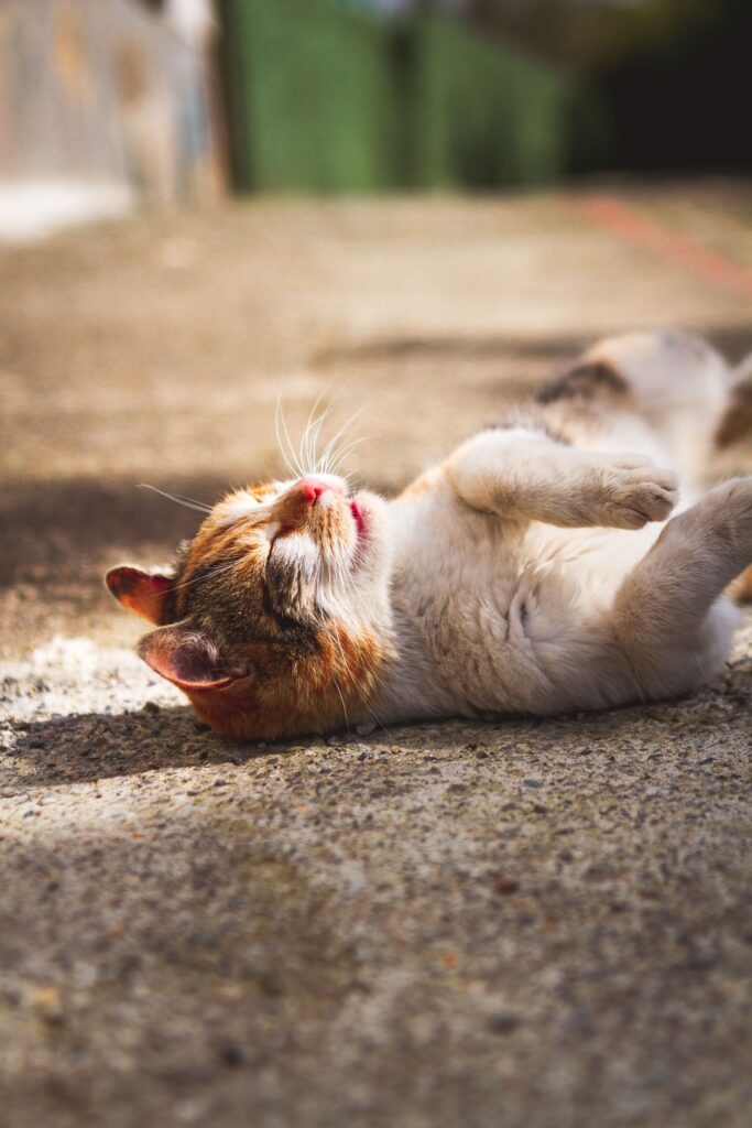 Katze bei Hitze – Katze liegt auf kühlem Fliesenboden