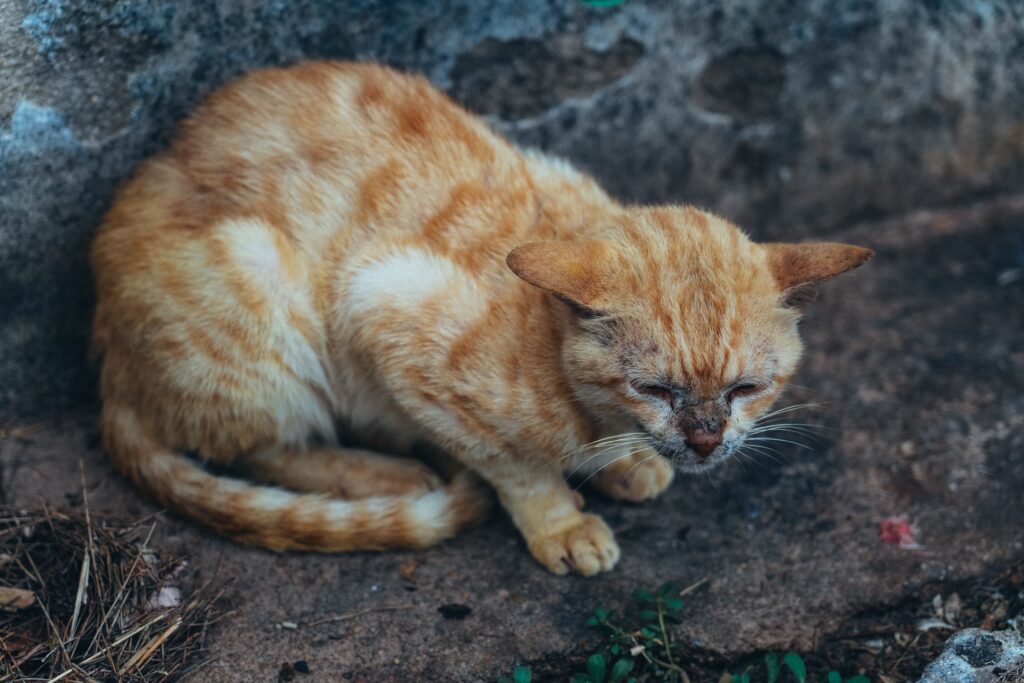 Katze hustet – Katze beim Tierarzt untersucht