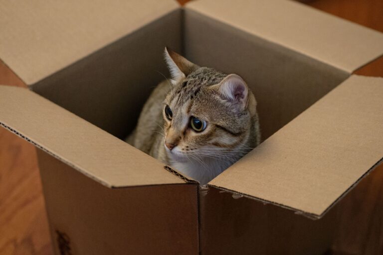 Katze nach Umzug eingewöhnen – Katze erkundet neue Wohnung