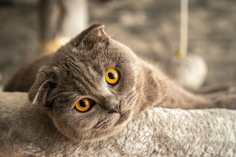 Kittenfutter Test 2026 – Kätzchen frisst aus Napf