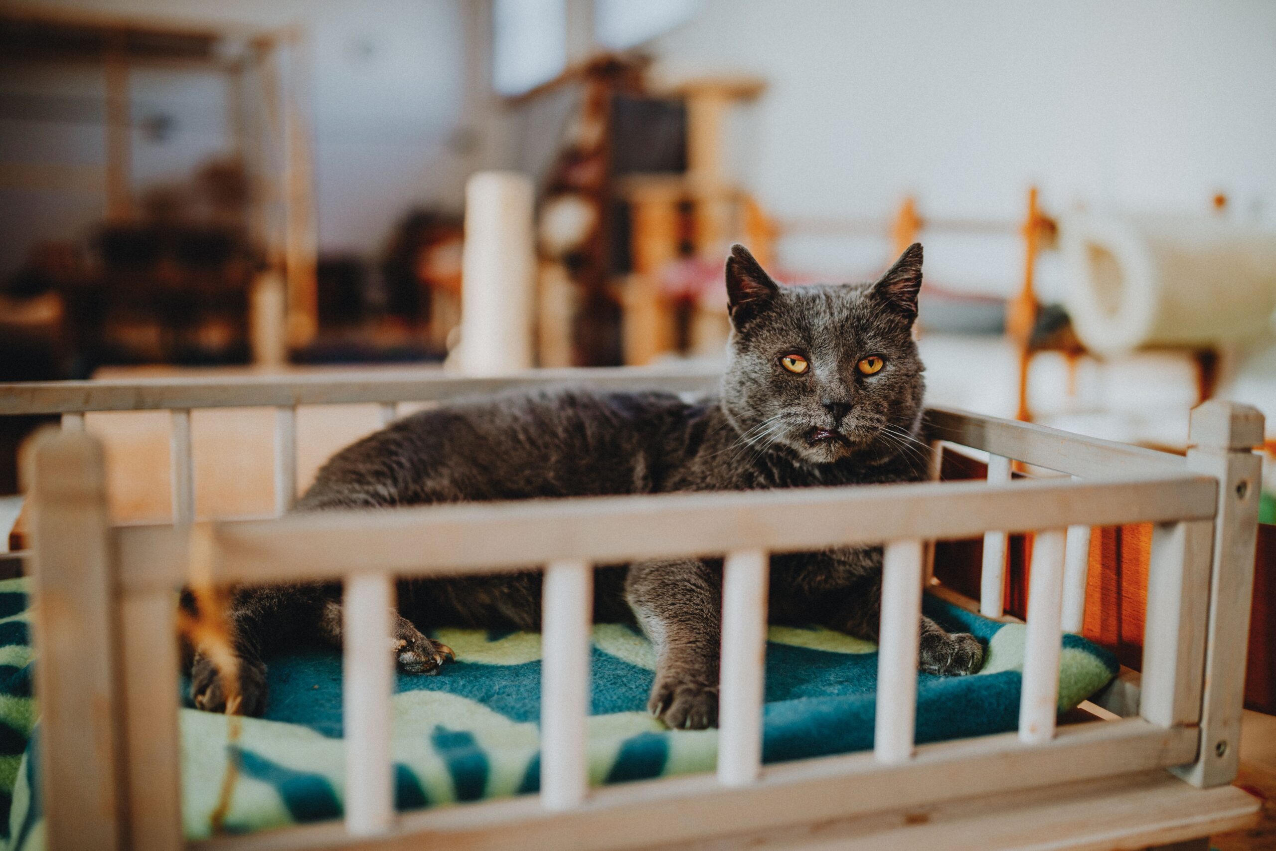 Katze im Urlaub – Katze mit Koffer und Reisetasche