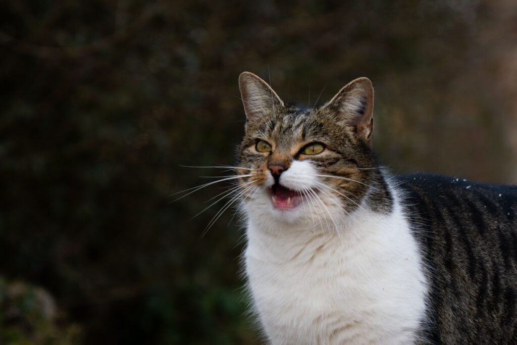 Katze hustet – Katze beim Tierarzt untersucht