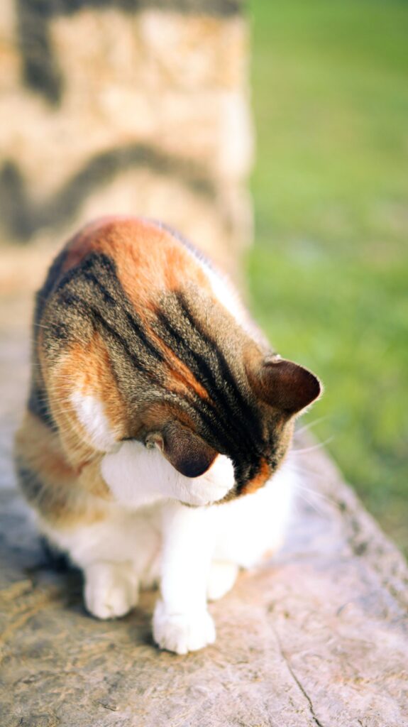 Katze verliert Haare – Katze wird gebürstet