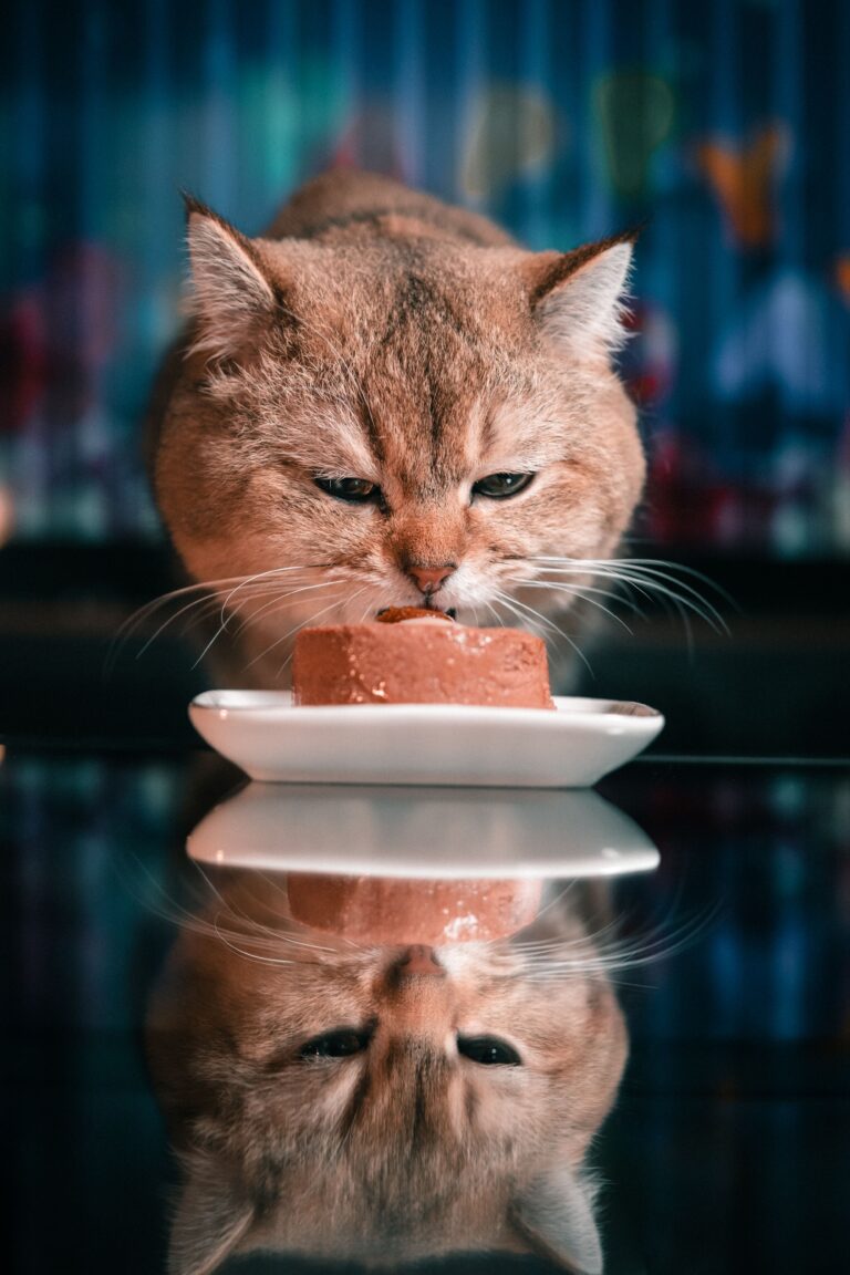 Katzenfutter mit hohem Fleischanteil – 5 Empfehlungen 2026 im Napf