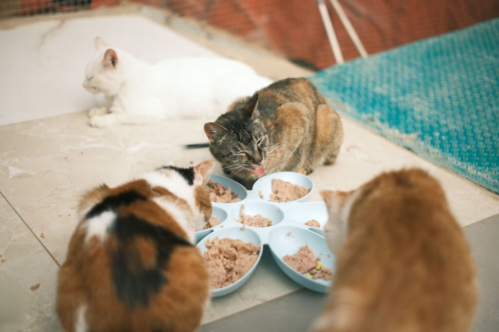 Katzenfutter mit hohem Fleischanteil – 5 Empfehlungen 2026 im Napf