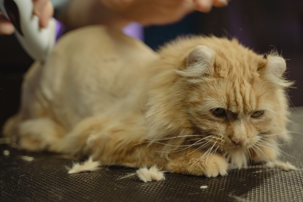 Katze verliert Haare – Katze wird gebürstet