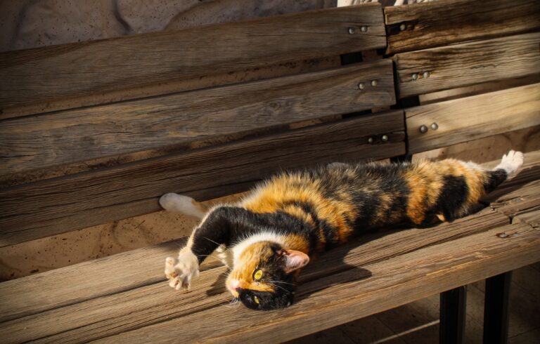 Katze bei Hitze – Katze liegt auf kühlem Fliesenboden