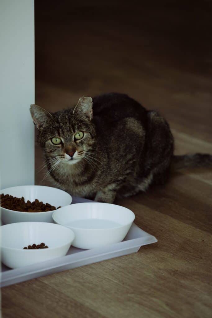 Trockenfutter für Katzen Test 2026 – Katze frisst aus Napf