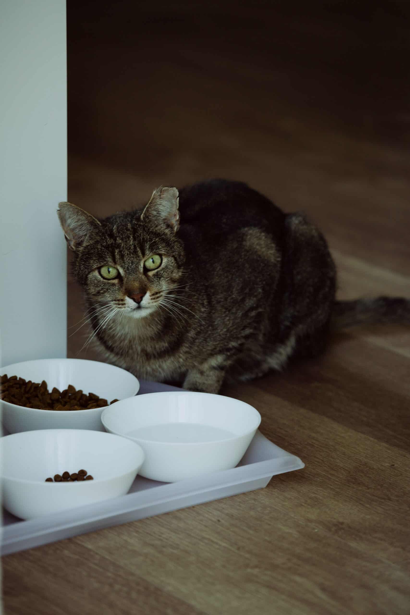 Trockenfutter für Katzen Test 2026 – Katze frisst aus Napf