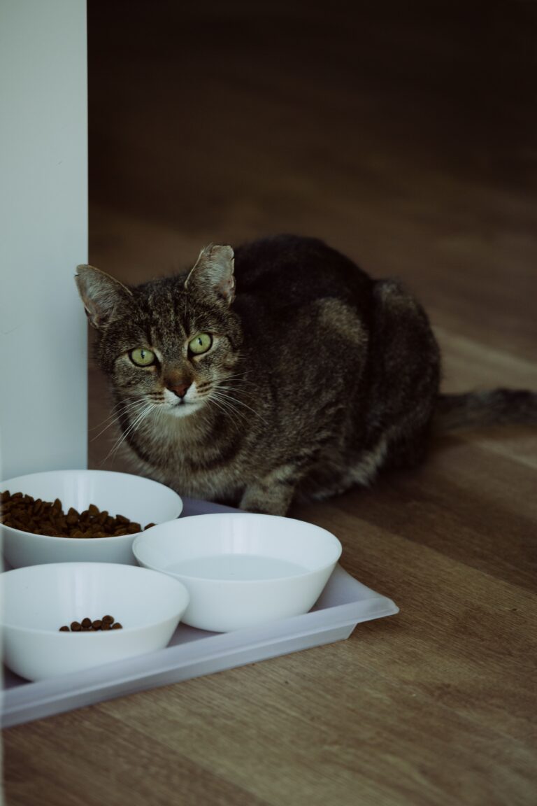 Katzennapf Test 2026 – Katze frisst aus Keramiknapf