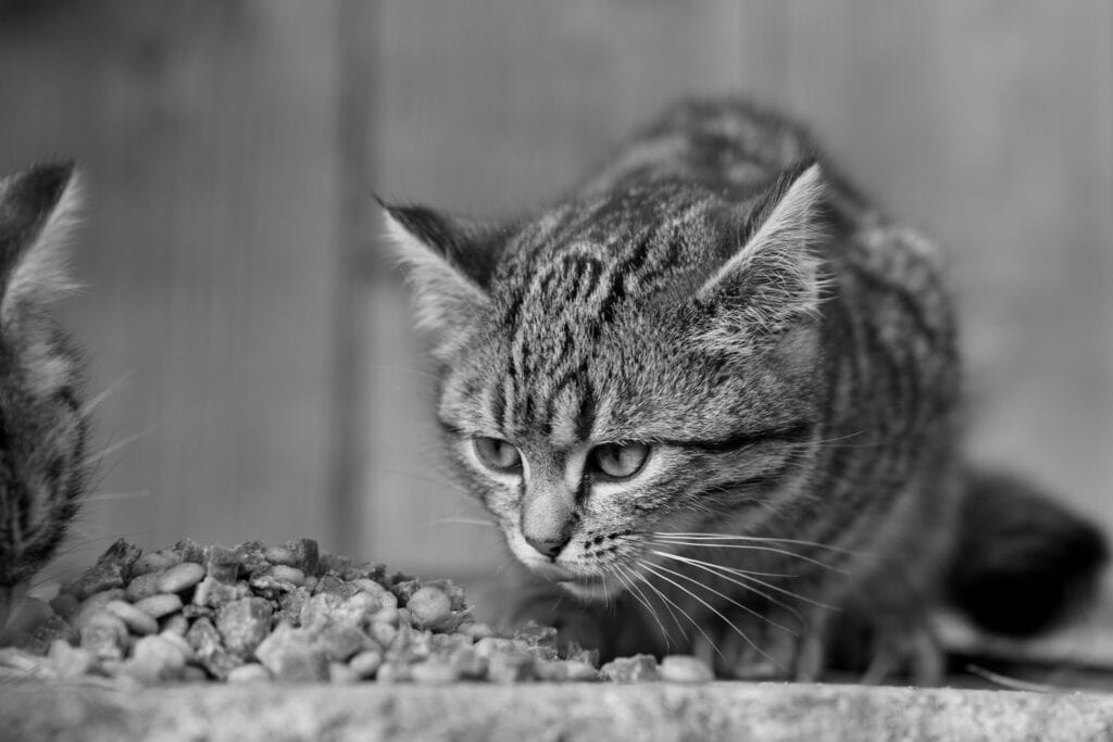 Trockenfutter für Katzen Test 2026 – Katze frisst aus Napf