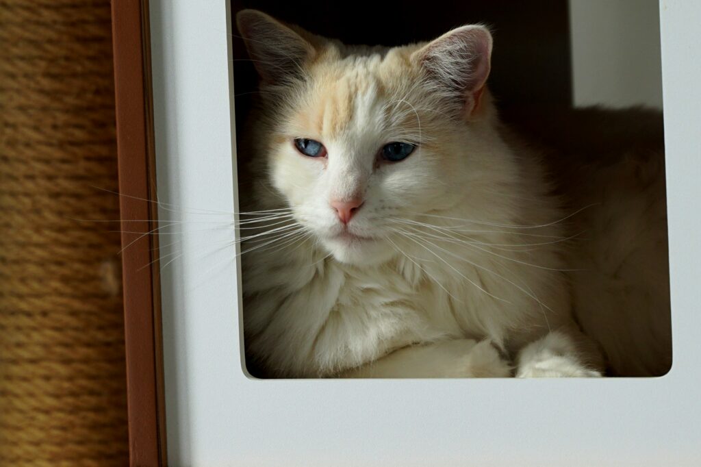 Katzenklappe Test 2026 – Katze geht durch Katzenklappe