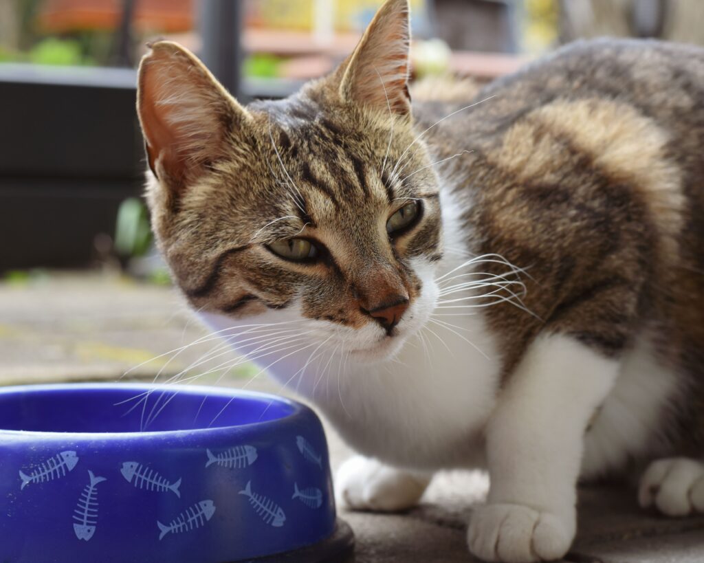 Katzenfutter für Senioren – ältere Katze frisst aus Napf