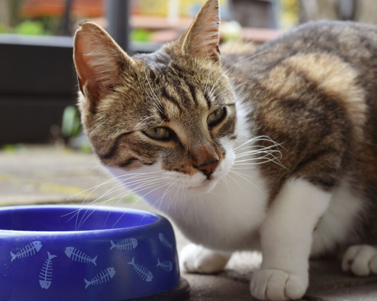 Katzenfutter für Senioren – ältere Katze frisst aus Napf
