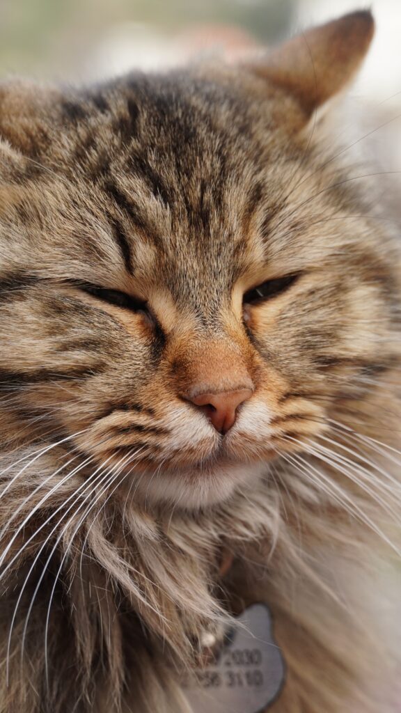 Katze schnurrt ständig – zufriedene Katze beim Schnurren