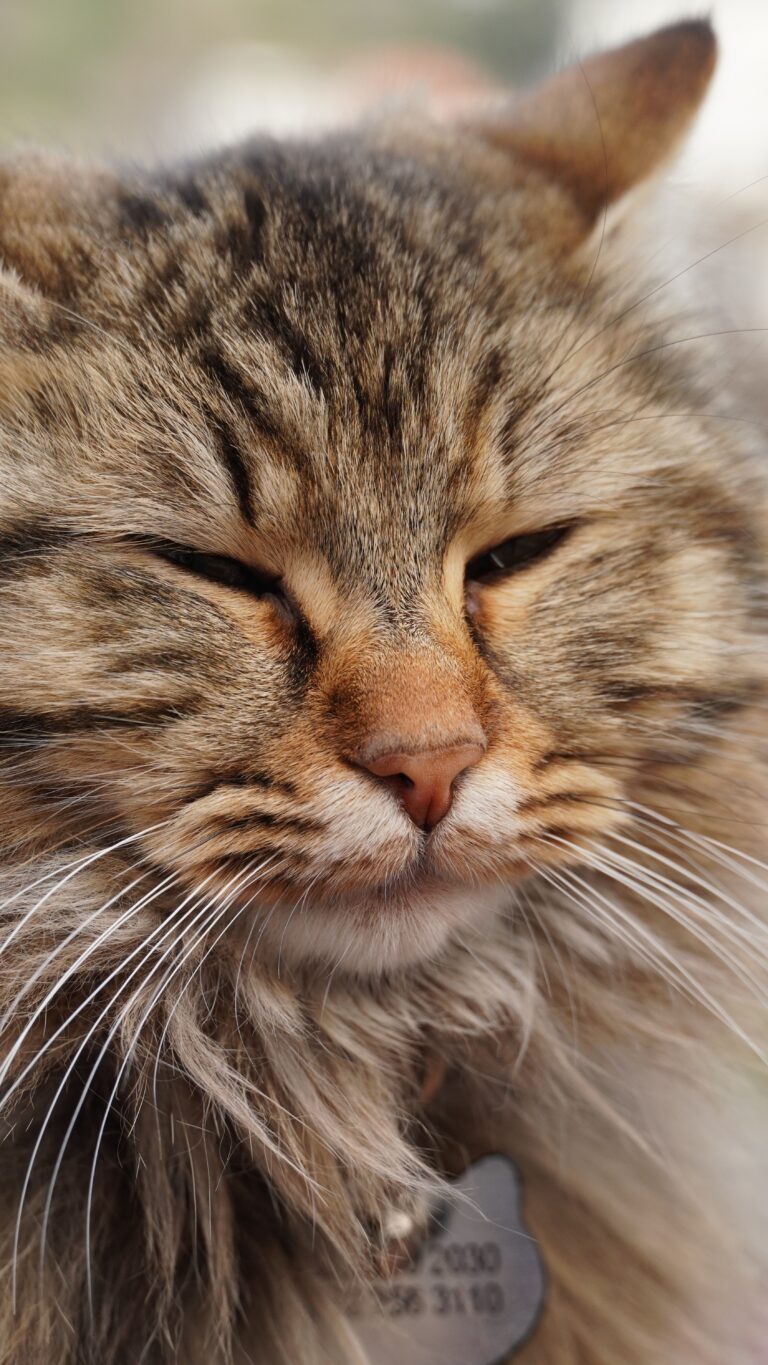 Katze schnurrt ständig – zufriedene Katze beim Schnurren