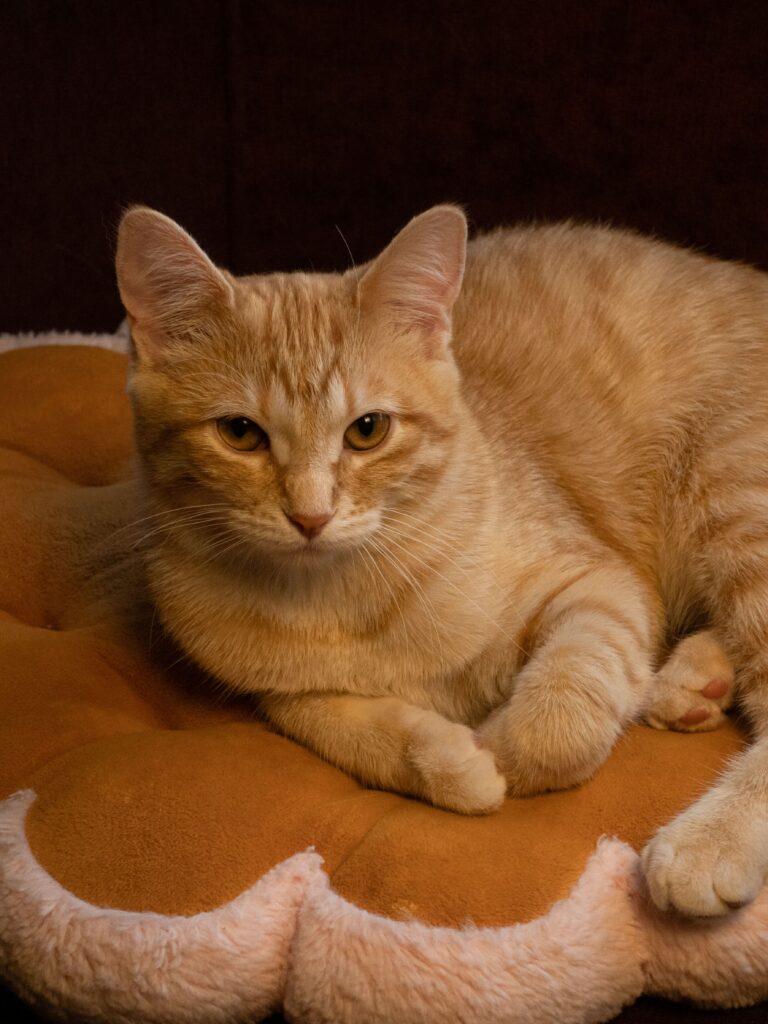 Katzenkissen Test 2026 – Katze liegt auf Kuschelkissen