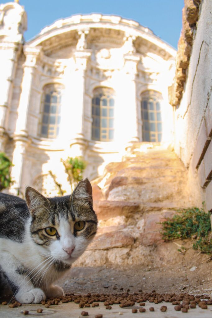 Nassfutter oder Trockenfutter – Katze frisst aus zwei Näpfen