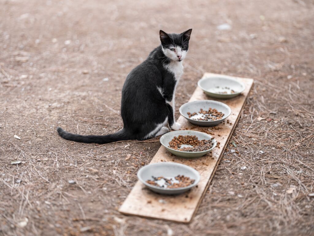 Nassfutter oder Trockenfutter – Katze frisst aus zwei Näpfen