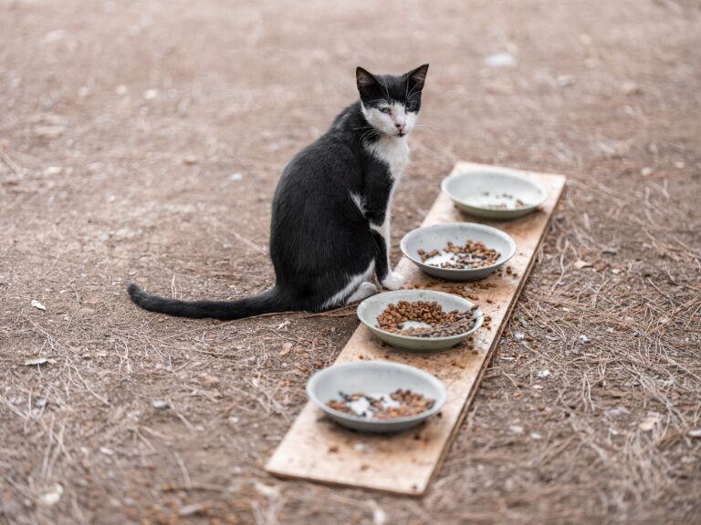 Nassfutter oder Trockenfutter – Katze frisst aus zwei Näpfen