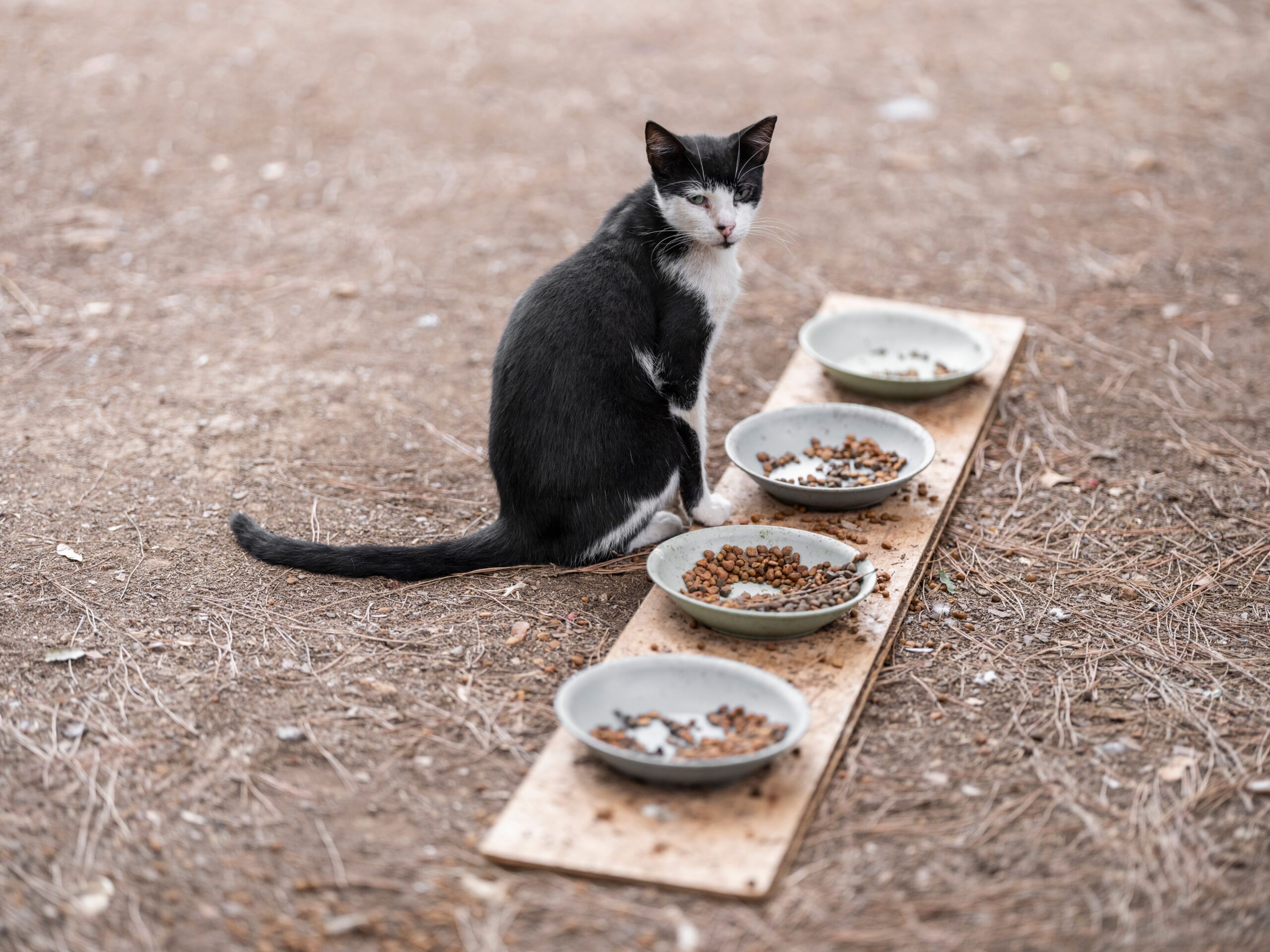 Nassfutter oder Trockenfutter – Katze frisst aus zwei Näpfen