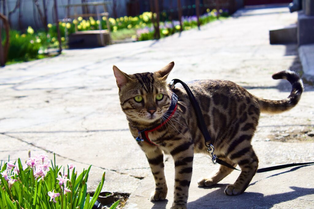Katzengeschirr Test 2026 – Katze mit Geschirr und Leine