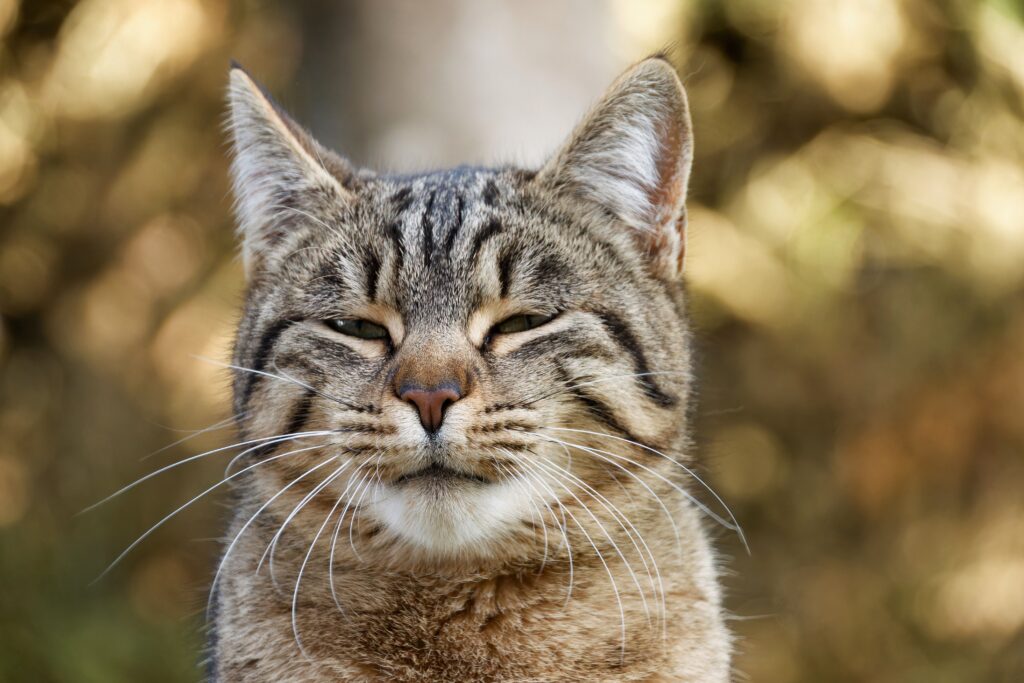 Katze schnurrt ständig – zufriedene Katze beim Schnurren