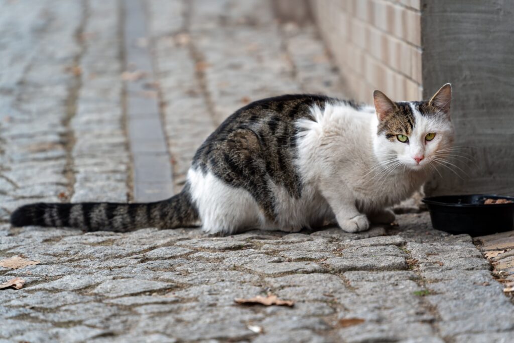 Katzenfutter für Senioren – ältere Katze frisst aus Napf