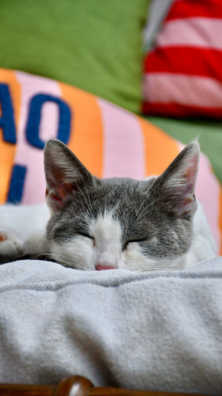 Katzenkissen Test 2026 – Katze liegt auf Kuschelkissen