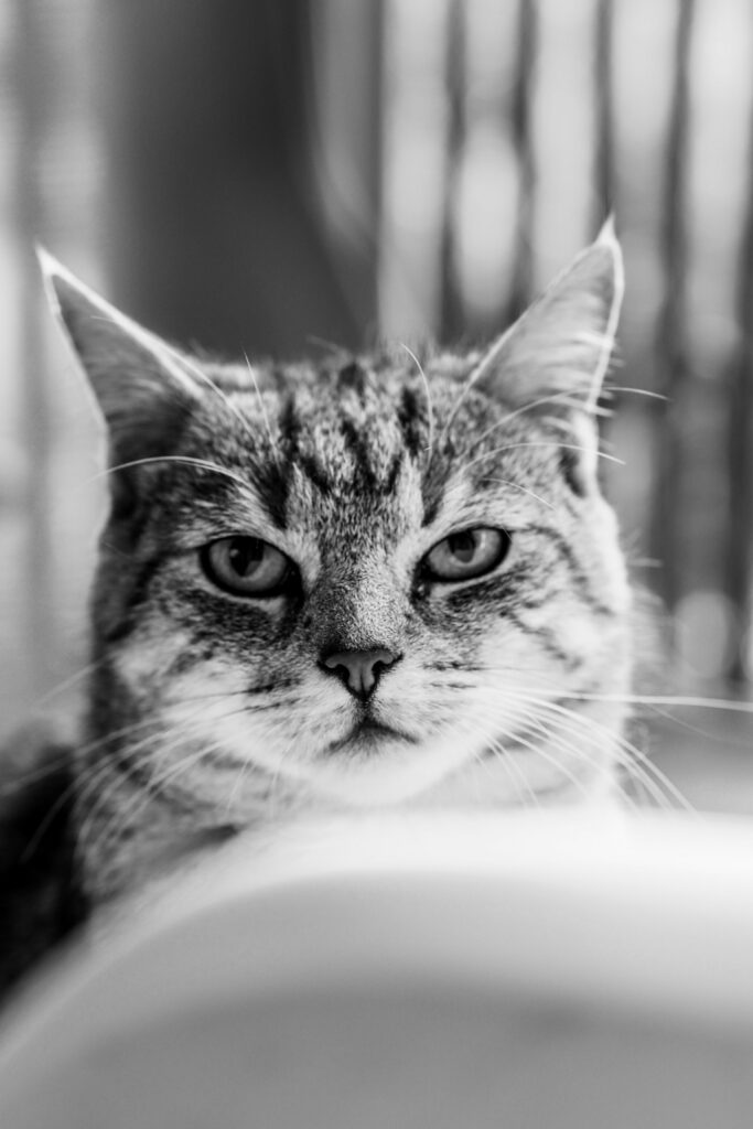 Katze zittert – Katze wird beim Tierarzt untersucht