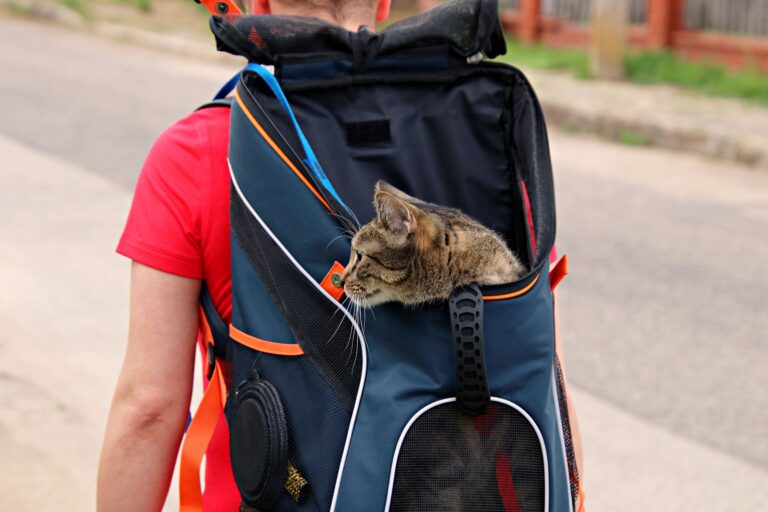 Katzentransportrucksack Test 2026 – Katze im Rucksack
