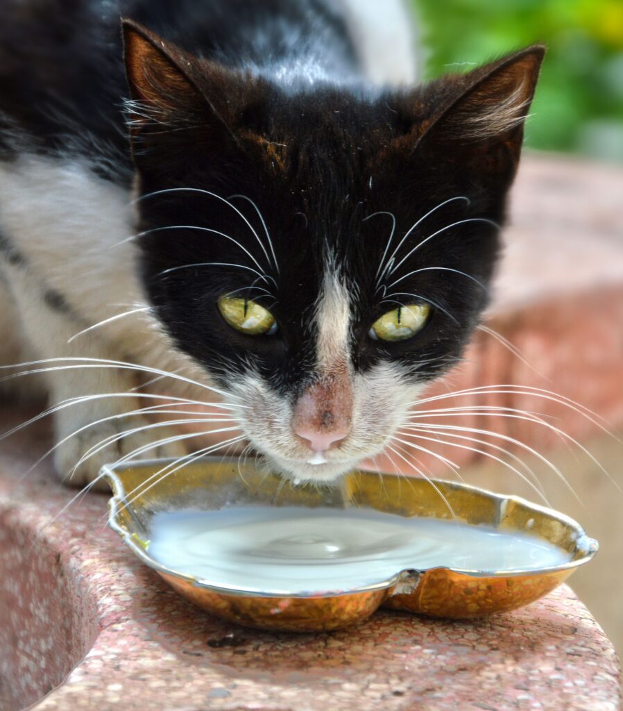 Katzenmilch – Katze schleckt aus Schälchen