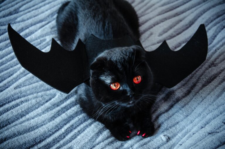 Schwarze Katzen Halloween – schwarze Katze sitzt sicher drinnen