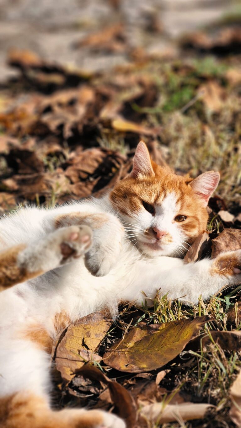 Katze im Herbst – Katze im herbstlichen Licht
