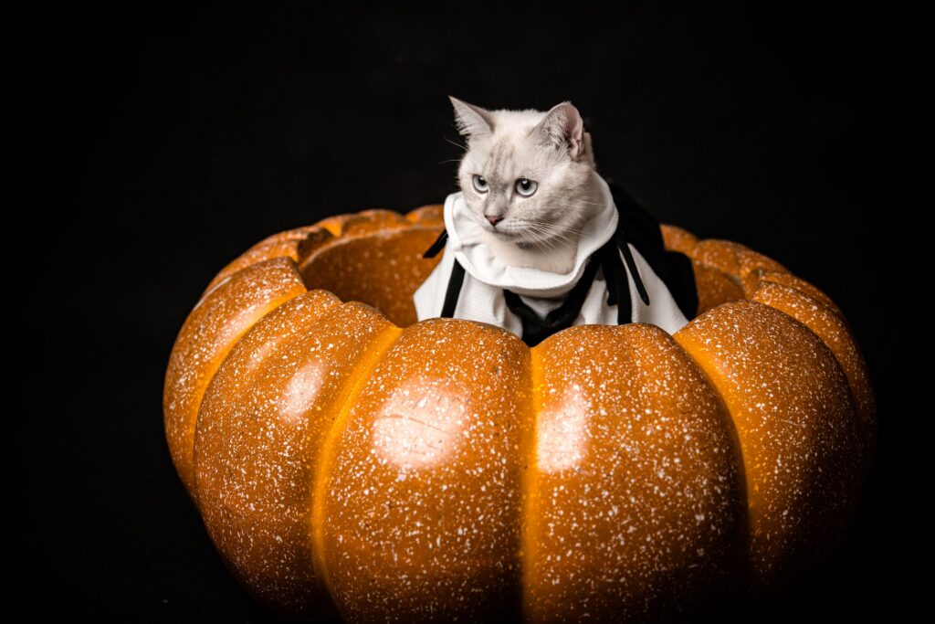 Schwarze Katzen Halloween – schwarze Katze sitzt sicher drinnen