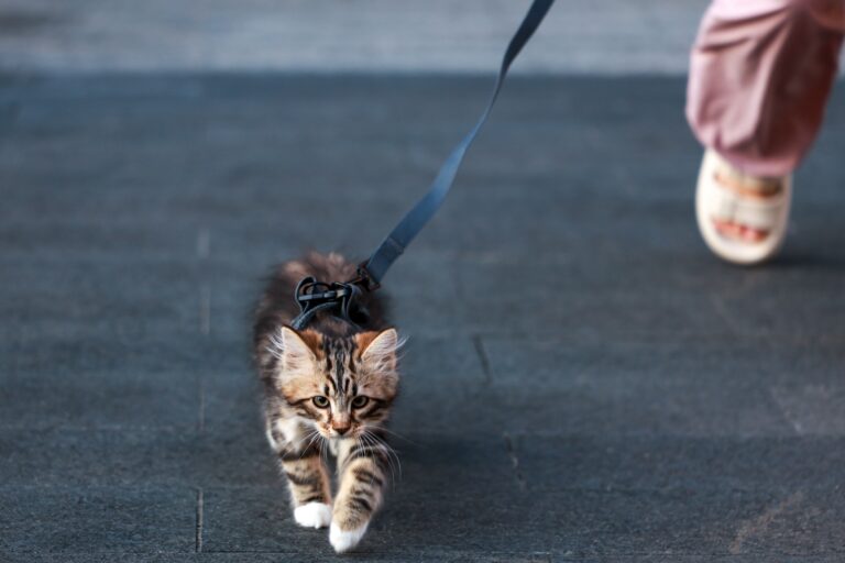 Katzengeschirr Test 2026 – Katze mit Geschirr und Leine