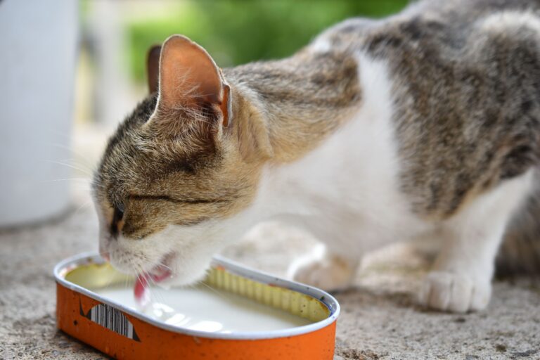 Katzenmilch – Katze schleckt aus Schälchen